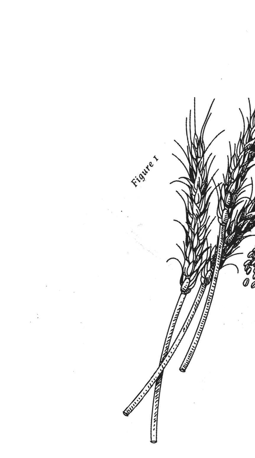 Rye Illustration